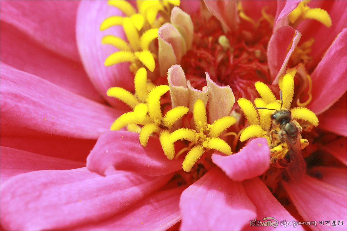 We are bizvalley web agency