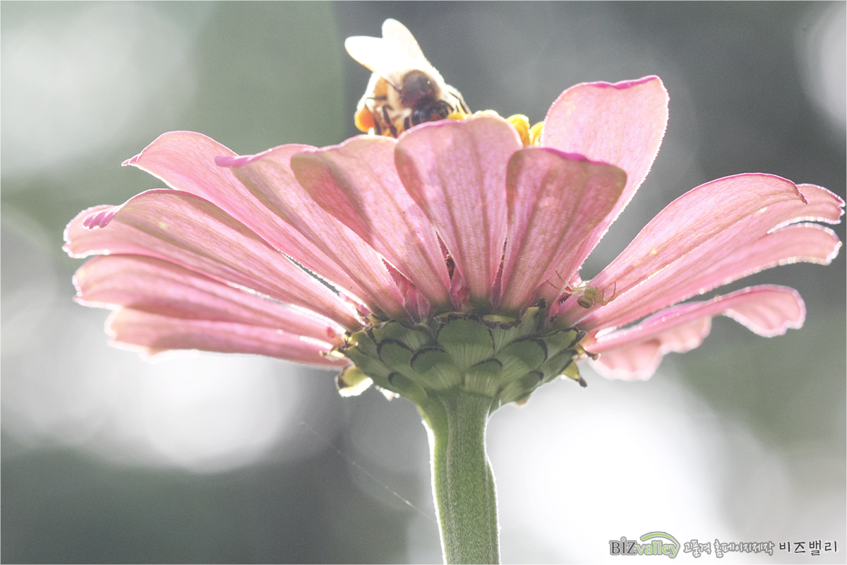 We are bizvalley web agency