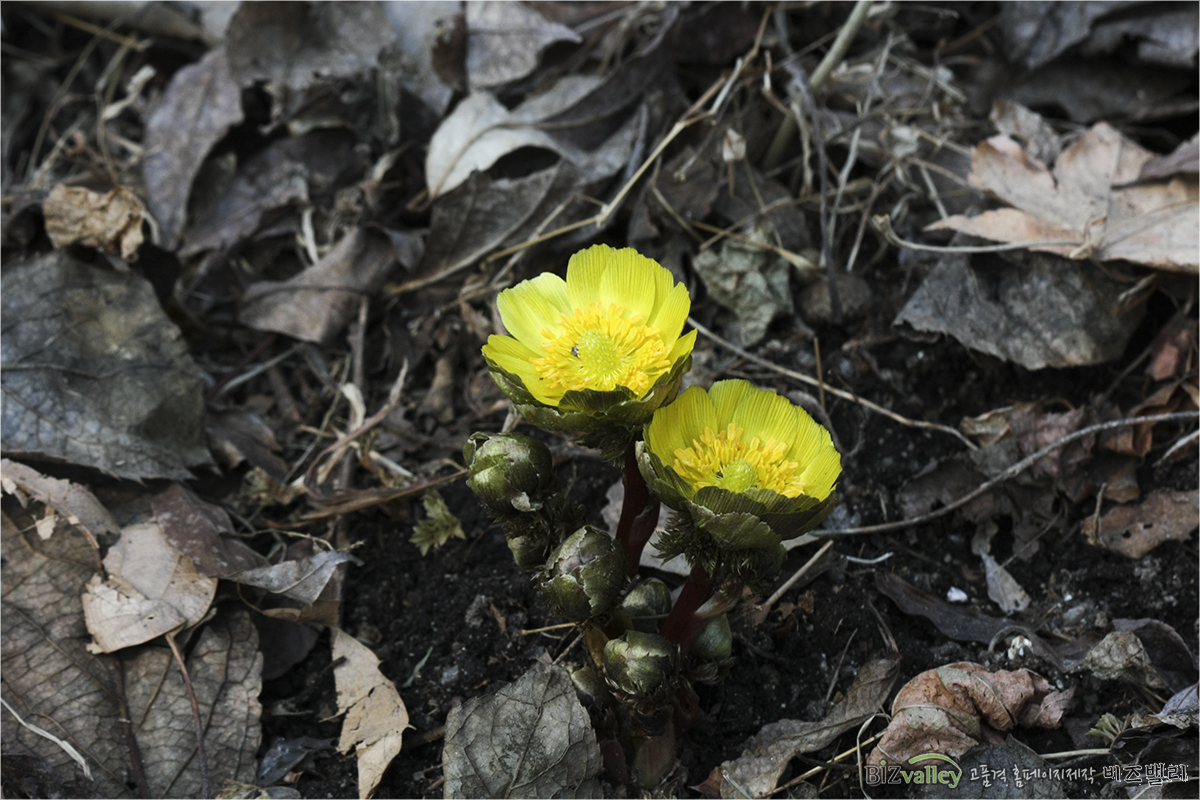 Welcome to bizvalley!